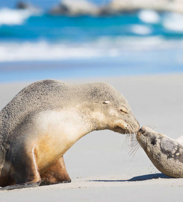  Le migliori esperienze da vivere a Kangaroo Island 