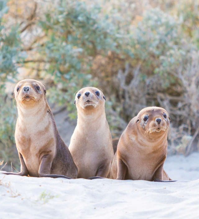  Itinerario di tre giorni a Kangaroo Island 