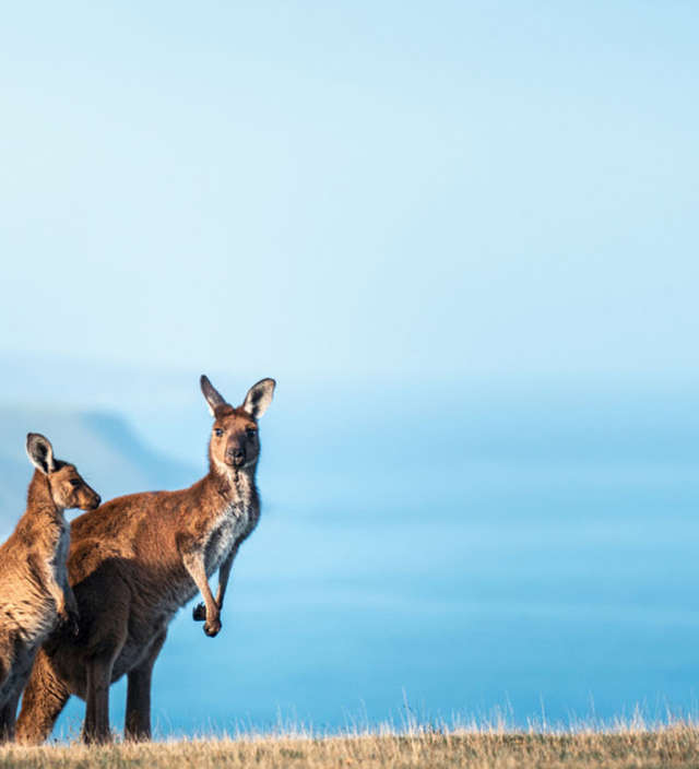  Un viaggio di nozze da sogno nel South Australia 