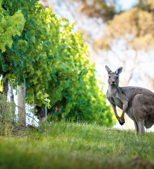 Cucina australiana    